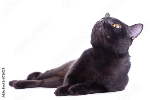 Fototapeta Naklejka Na Ścianę i Meble -  adult black cat