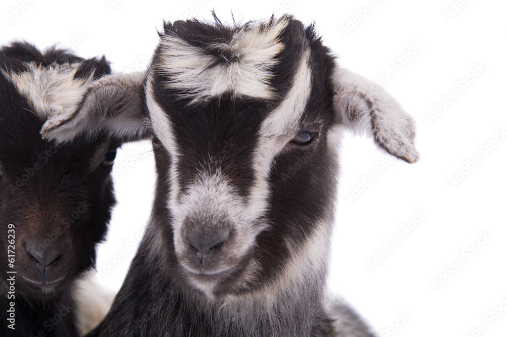 Fototapeta premium farm animal goat isolated