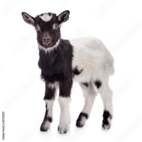 Canvas Print farm animal goat isolated