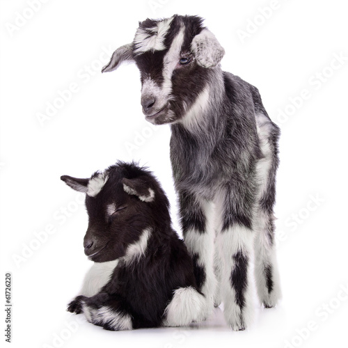 two newborn goat