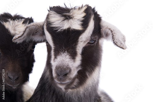 farm animal goat isolated