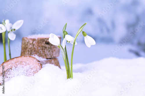 Beautiful snowdrops on snow, on nature winter background photo