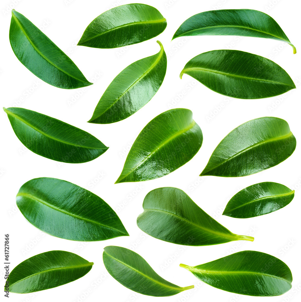 Naklejka premium Collage of beautiful green leaves isolated on white