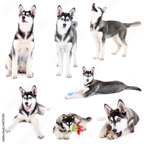 Collage of cute husky puppy isolated on white