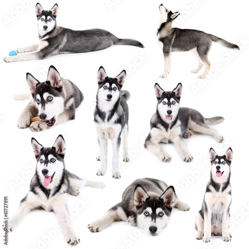 Collage of cute husky puppy isolated on white