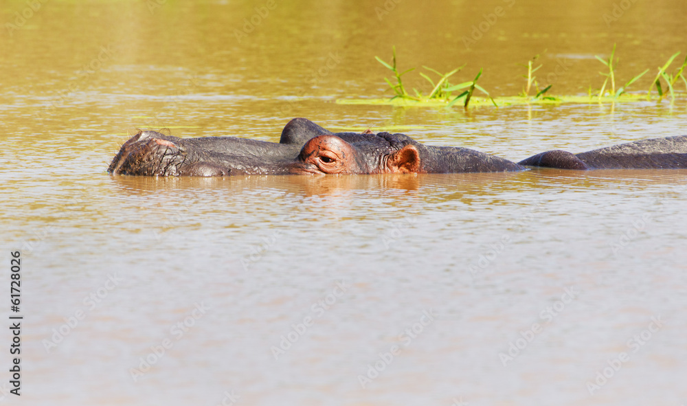 Hippopotamus submerged in Pond, Kruger National Park Hippopotamus submerged in Pond, Kruger National Park