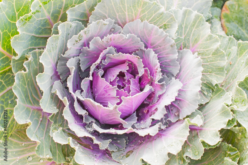 Cabbage closeup Cabbage closeup