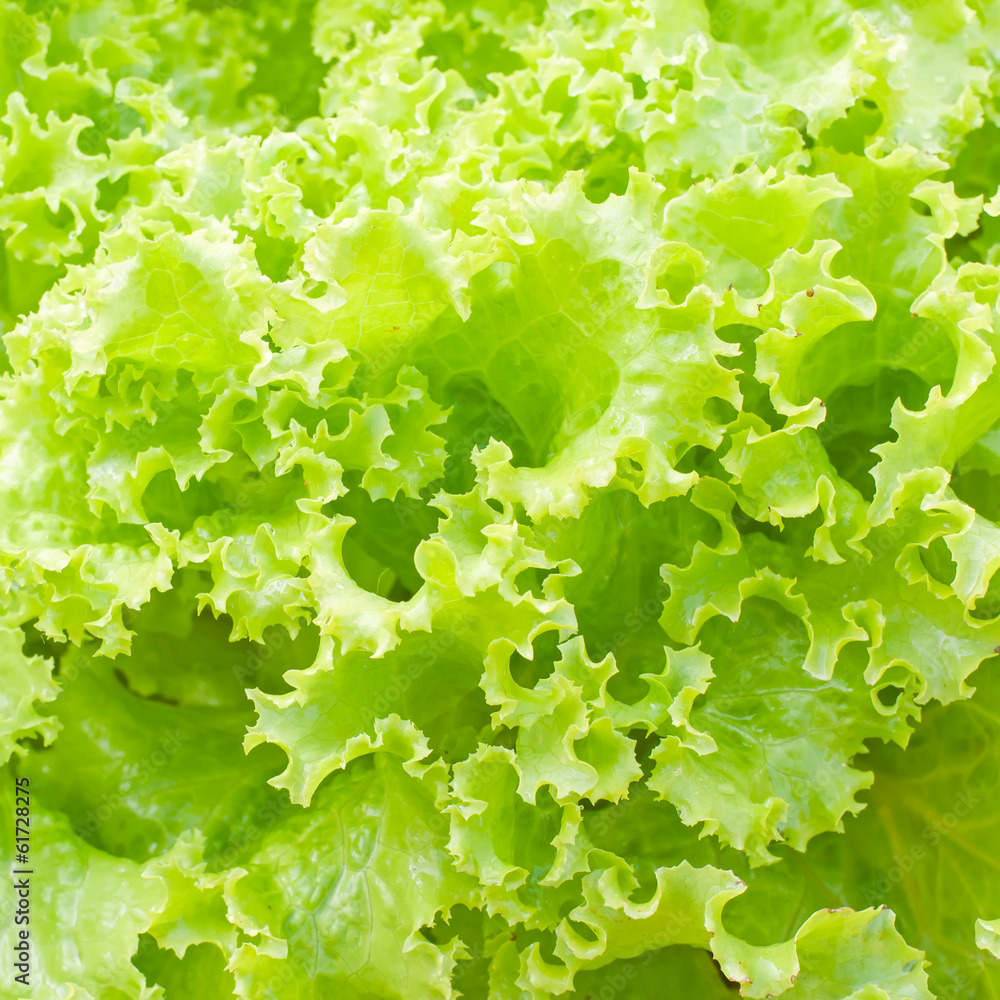 fresh green lettuce fresh green lettuce
