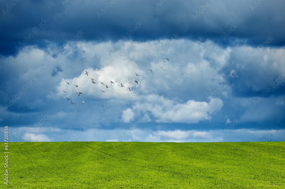 field field