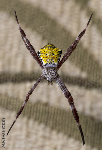 Hawaiian Garden Spider
