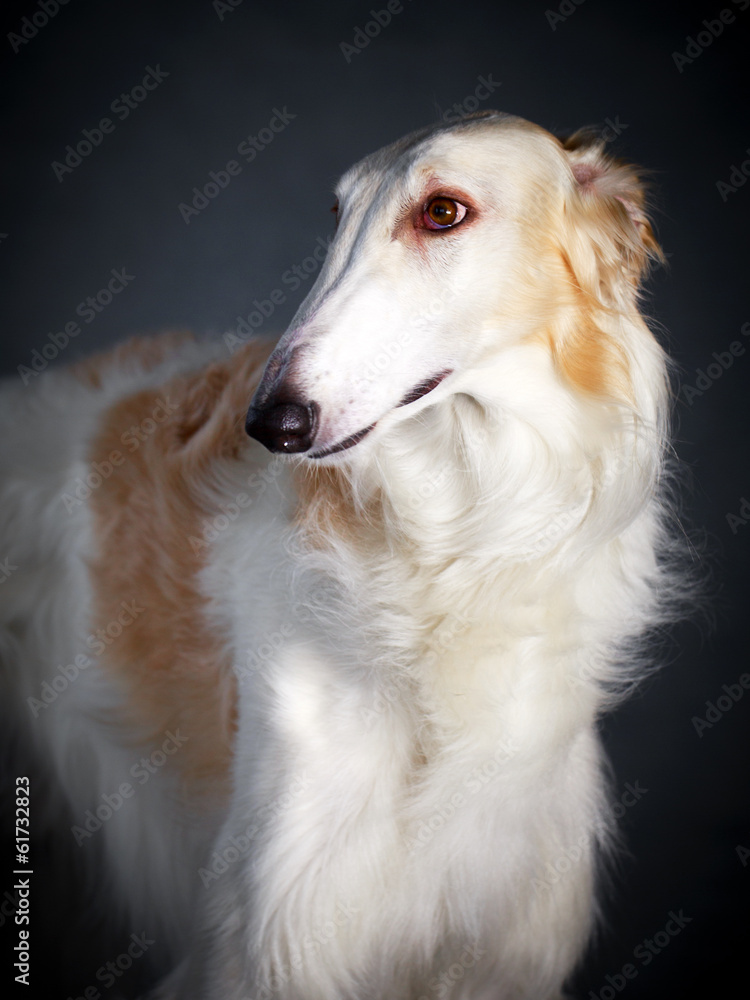 Russian Wolfhound dog