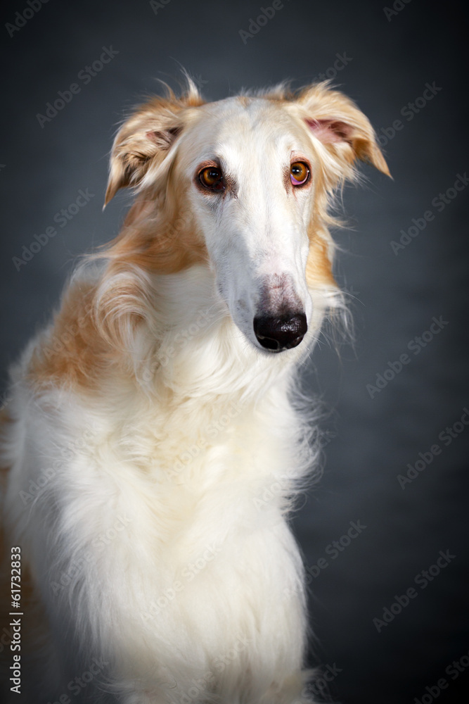 Russian Wolfhound dog