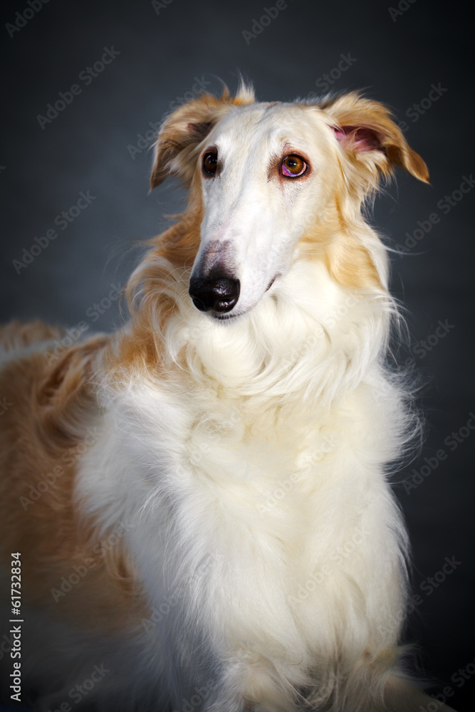 Fototapeta premium Russian Wolfhound dog