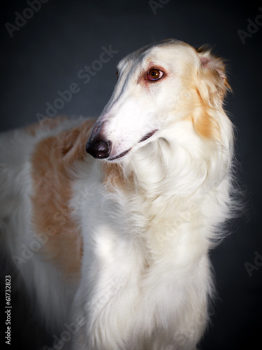 Russian Wolfhound dog