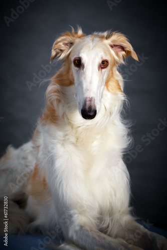 Russian Wolfhound dog © DragoNika