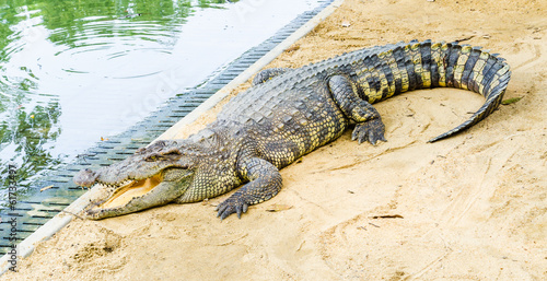 Fotografía Crocodile