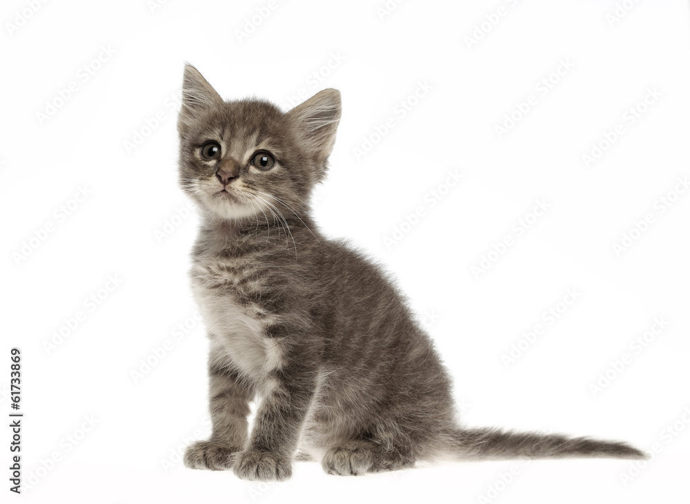 cute gray kitten on white background
