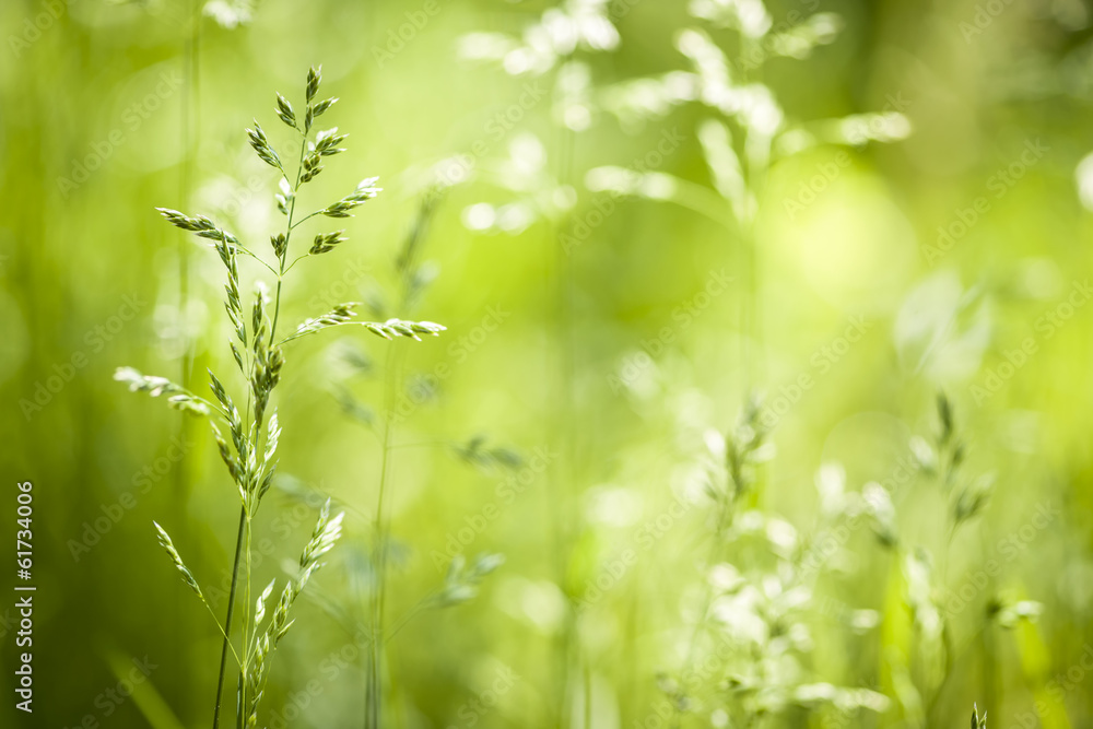Naklejka premium Kwitnienie zielonej trawy w czerwcu