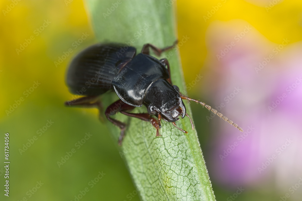 Amara aulica, Ground beetle on leaf Amara aulica, Ground beetle on leaf