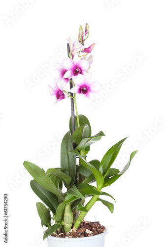 Dendrobium phalaenopsis orchid  on white  background