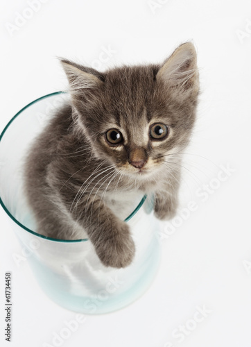 Cute gray kitten in a jar