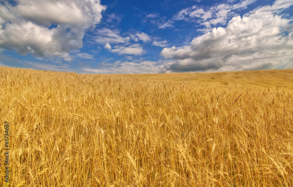 golden wheat field under blue sky and clouds