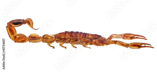 small golden scorpion side view