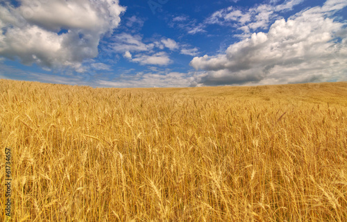 golden wheat field under blue sky and clouds