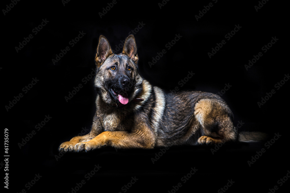 German shepherd in front of a black background