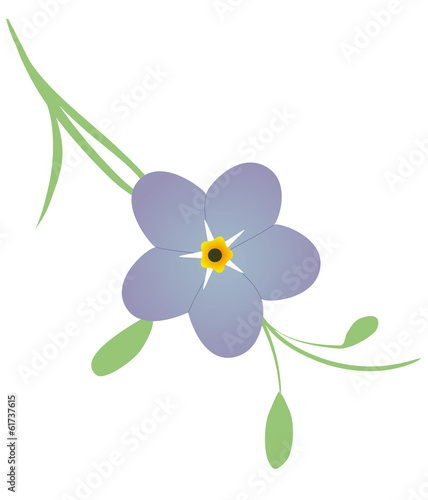 Forget me not Flower