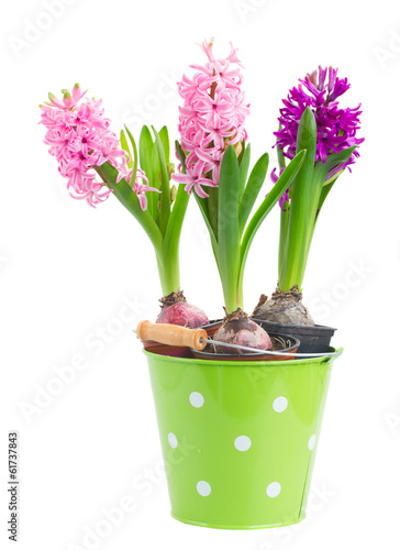Fototapeta Naklejka Na Ścianę i Meble -  Hyacinths flowers
