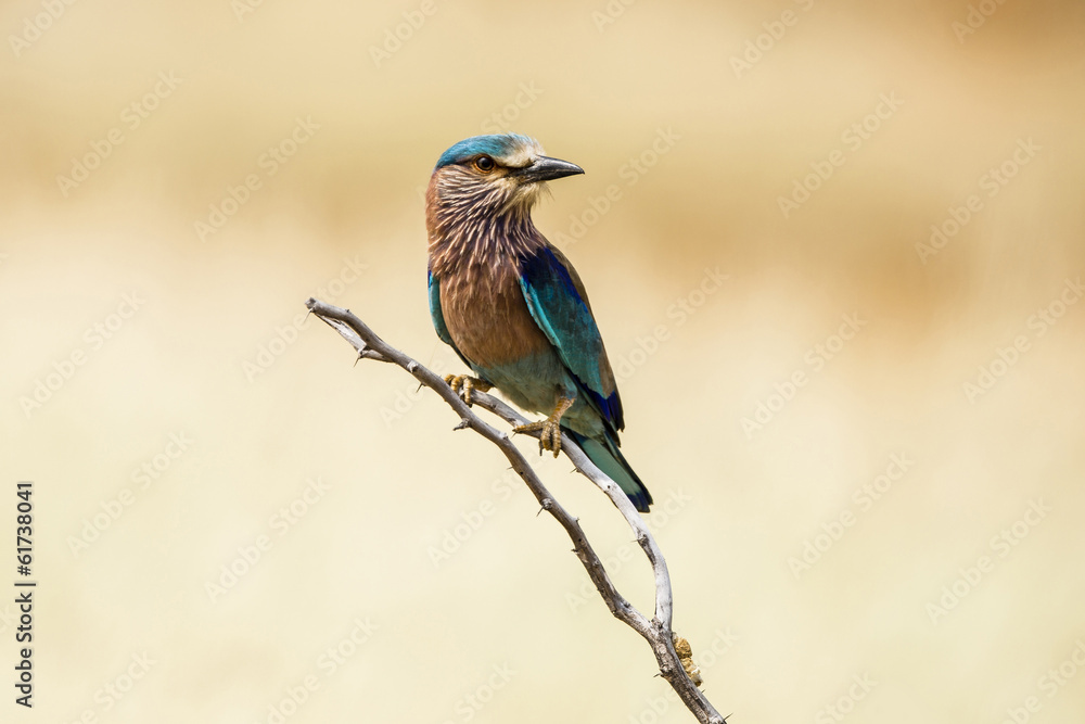 Indian Roller Indian Roller