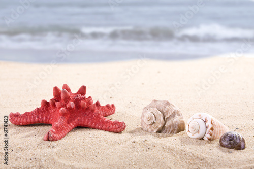 sea shells on the sandy beach and blue sea background