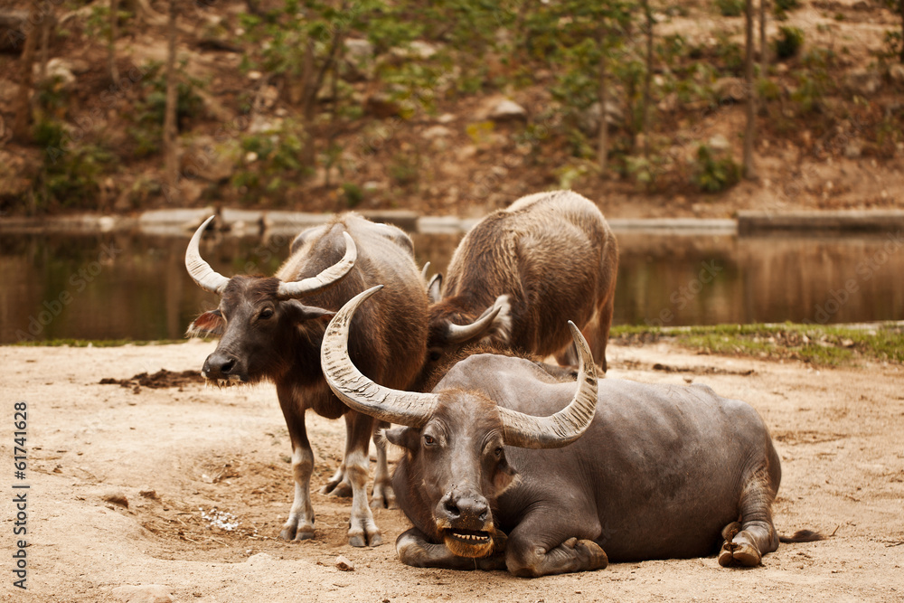 Fototapeta premium Buffalos