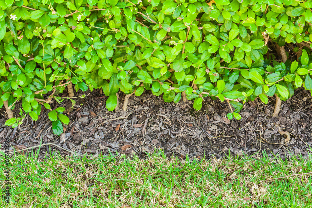 Close up bush and grass texture, background Close up bush and grass texture, background