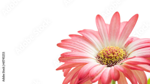 Fototapeta Naklejka Na Ścianę i Meble -  Beautiful fresh pink Gerbera flower