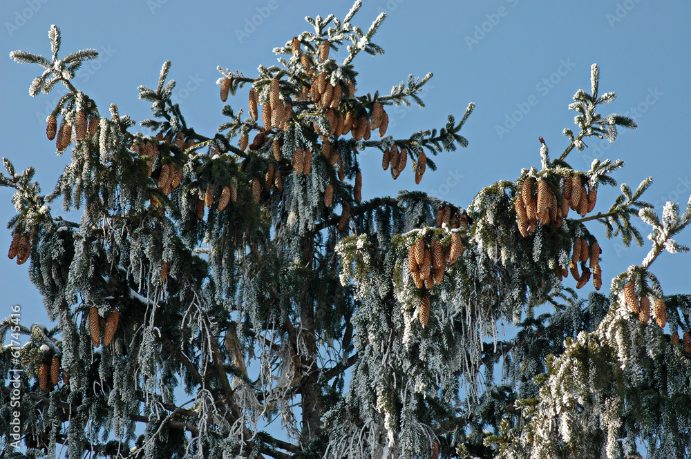 Background of frozen branch pine-tree (Pinus) Background of frozen branch pine-tree (Pinus)