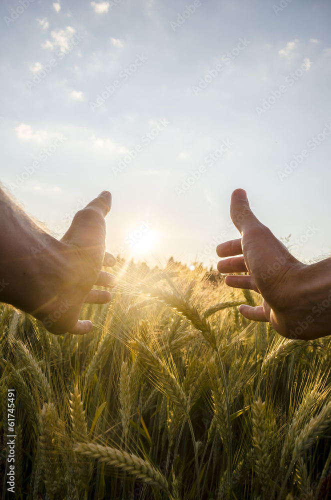Naklejka premium Man cupping the sun with his hands over wheat