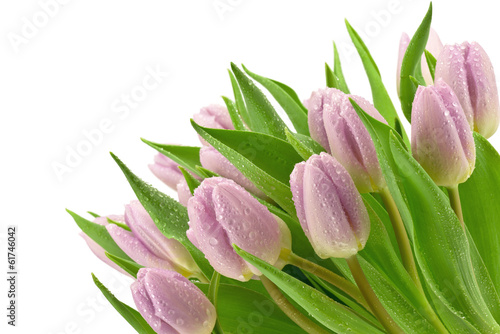 Fototapeta Naklejka Na Ścianę i Meble -  Fioletowe tulipany na białym tle