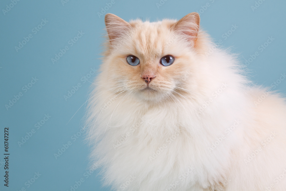 Ragdoll cat in winter fur Ragdoll cat in winter fur