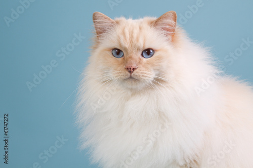 Ragdoll cat in winter fur