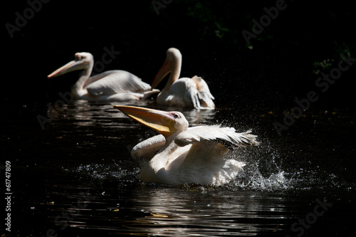 Washing pelican