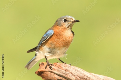 Female Eastern Bluebird