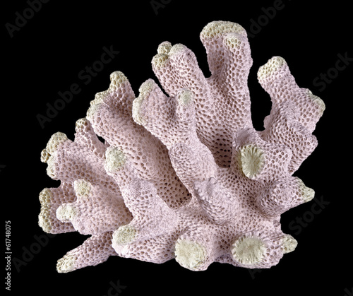 coral on black background