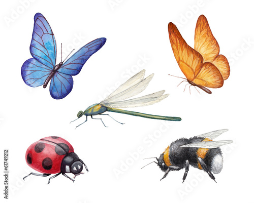 Watercolor insects illustrations © Aleksandra Smirnova