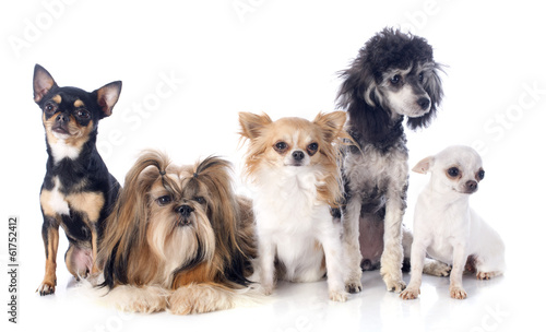Photography five little dogs