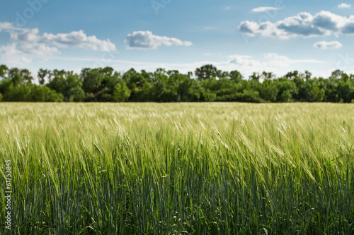 landscape of barley field in early summer