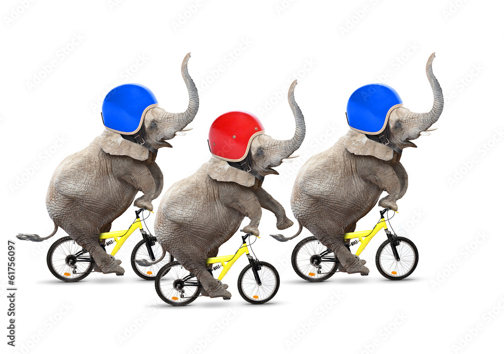 Naklejka premium Bicycle race. Three elephants have a fun.