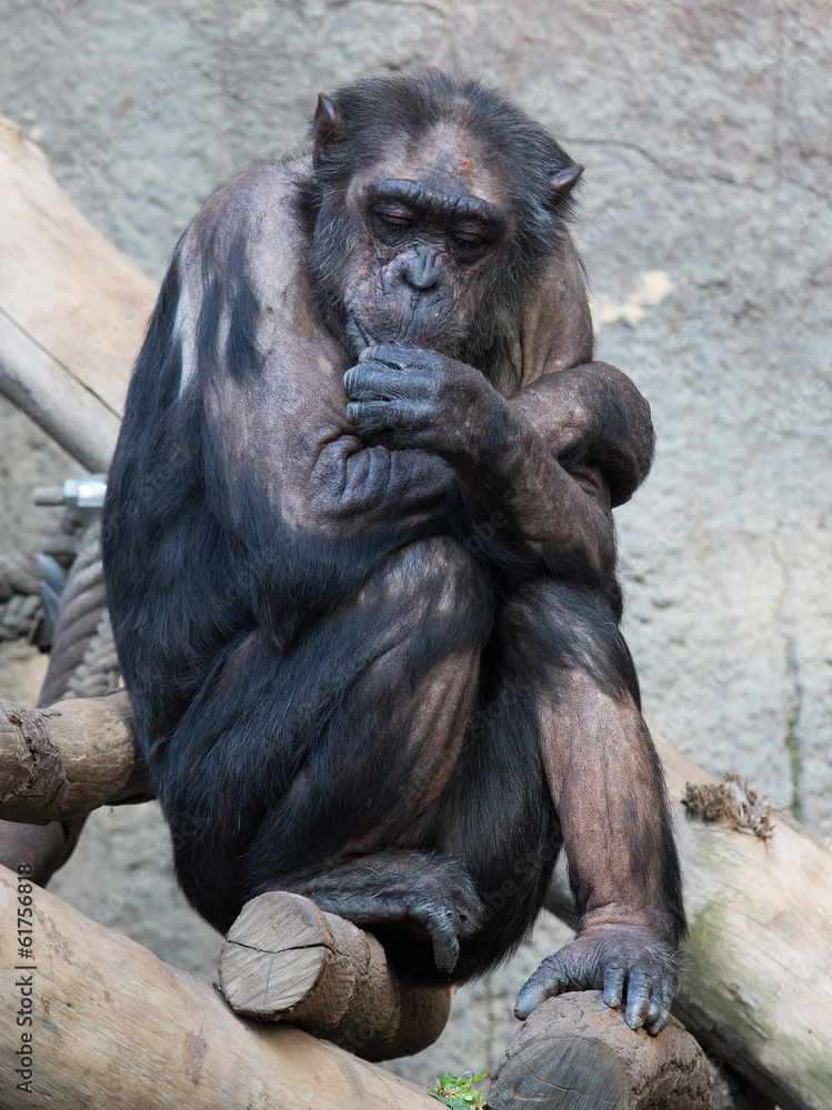 sitzender Schimpanse