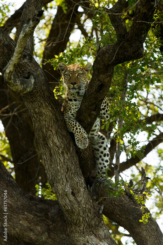 Leopard ruht im Baum